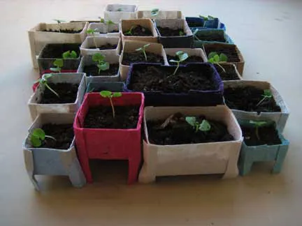 basil