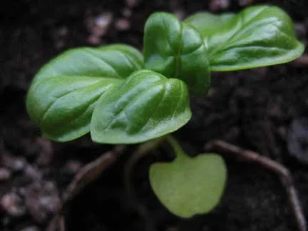 basil close-up