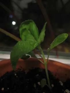basil close-up 2