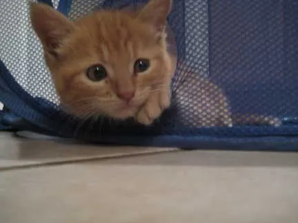 kipper the cat