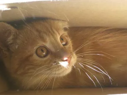 kip in a mailing box, he really likes them for some reason