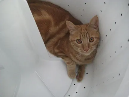 kipper in the washing machine