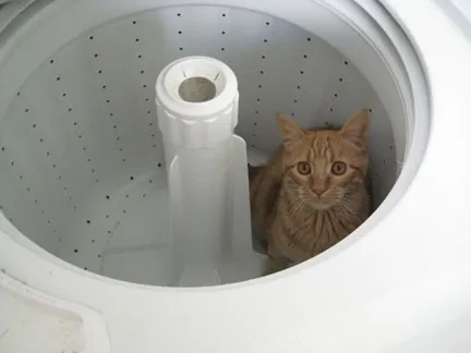 kipper in the washing machine 2