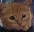 kipper the cat