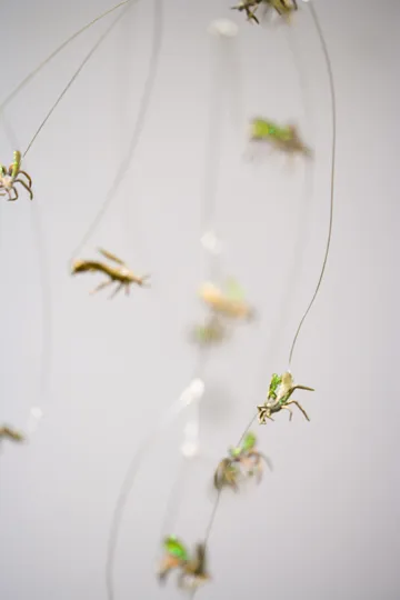 wasps