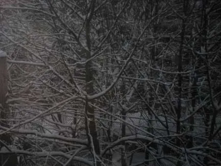 winter trees
