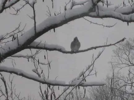 a bird perched in a winter tree